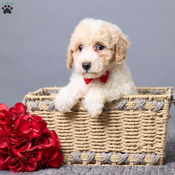 Kenny, Bich-Poo Puppy